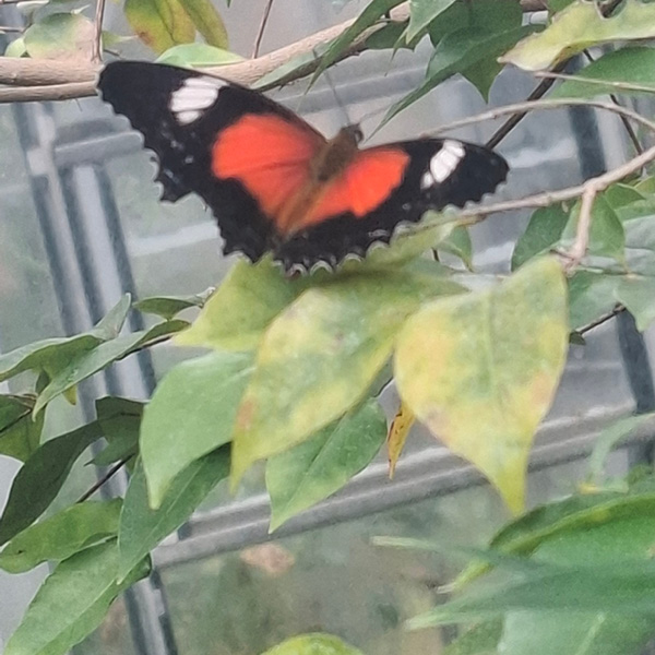 Photo of a orange and black butterfly at Melbourne Zoo