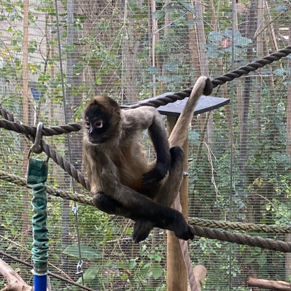 Photo of a monkey at Melbourne Zoo